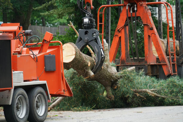 Garfield, TX Tree Removal Company